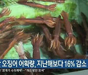 동해안 오징어 어획량, 지난해보다 16% 감소