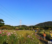 [포토친구] 코스모스와 파란 하늘