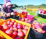 [포토] 사과 수확 한창