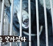 사육곰 농장주, 오물 범벅+곰들의 충격적 정형 행동에도 "여기가 베어호텔"(동물농장)