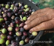 MIDEAST PALESTINIANS AGRICULTURE