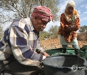 MIDEAST PALESTINIANS AGRICULTURE