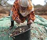 MIDEAST PALESTINIANS AGRICULTURE