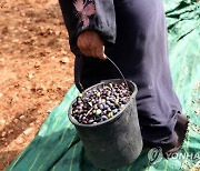 MIDEAST PALESTINIANS AGRICULTURE