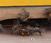 BOLIVIA BEES AGRICULTURE