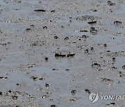 '한국의 갯벌' 우수성 입증한 국내 논문, 해외 학술지에 첫 게재