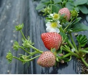 농진청, 순계 활용해 고품질 딸기 표준유전체 해독..세계 첫 사례