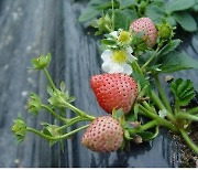농진청, 순계 활용해 고품질 딸기 표준유전체 해독..세계 첫 사례