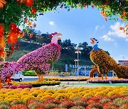 금산인삼관 광장, 형형색색 국화꽃으로 물들어 '장관'