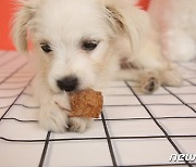 "강아지도 채식해요"..콩고기로 만든 착한 간식 '베지포독' 출시