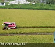 올해 강원 벼농사 대풍.."쌀값은 걱정"