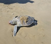 포항 해변서 '푸른바다거북' 사체 발견
