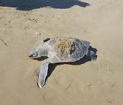 포항서 멸종 위기종 푸른 바다거북 사체 발견