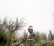 북한 구월산 나무 위에 올라앉은 새
