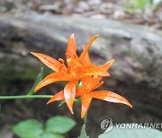 북한 구월산 생물권보호구에 핀 꽃