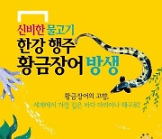고양시 행주어촌계 '황금장어'방생 행사 20일 개최