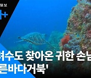 '멸종위기' 푸른바다거북의 남해 나들이