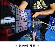 낙동강 하굿둑 개방하니 생태소통 효과..19일부터 4차 개방