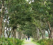 팽 당할 처지 700그루 팽나무, 이 섬으로 이주해 '명품숲' 됐다