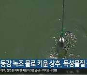 "낙동강 녹조 물로 키운 상추, 독성물질 검출"