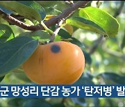 울주군 망성리 단감 농가 '탄저병' 발생