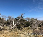 구상나무 등 멸종위기 고유 침엽수종 쇠퇴도 심화..평균 32%