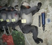베트남서 '멸종위기' 랑구르 5마리 사살된 채 발견..당국 조사