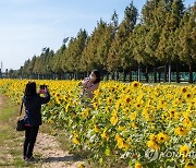 해바라기 꽃밭에서 가을 추억 담아요