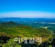 고창 '문수산 편백숲', 이달의 추천 국유림 명품숲에 선정