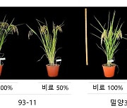 농촌진흥청, 쌀 생산량 구성하는 분얼(새끼치기) 관련 유전자 확인