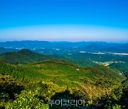 울창한 편백과 단풍 아름다운 '고창 문수산 편백숲'
