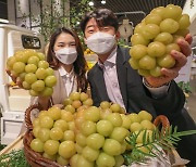 한송이 9만원짜리 포도 어떤 맛일까..현대百, '대황옥' 판매