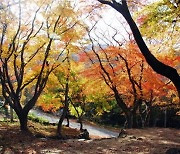 울창한 편백, 울긋불긋 단풍 물결.. 아름다운 문수산 국유림 명품숲
