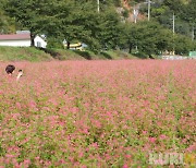 [영월 단신] 제2회 붉은메밀 축제 성료 등