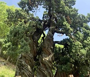 전남지역 천연기념물 나무 '후계목'으로 보존