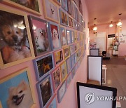 송파구, '로드킬 반려동물' 주인 찾아주기 서비스