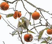 가을이 반가운 동박새