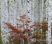 은빛 자작나무와 울긋불긋 단풍