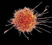 MIT의 역발상 면역치료법, 죽어가는 암세포로 암을 잡는다