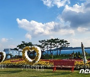 제천 '휴 자연치유정원'에 서리 견디고 핀 국화꽃 만발