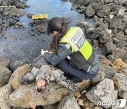 제주 해안서 멸종위기 푸른바다거북 사체 발견