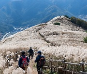 정선 민둥산 억새꽃 은빛 물결 즐기며 가을 힐링 산행