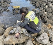 제주서 해양생물보호종 '푸른바다거북' 사체 발견