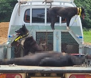 "곰 두마리 탈출했다" 허위 신고한 용인 농장주 구속