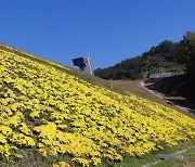 [포토뉴스] 노란색 국화꽃 단장 김천 부항댐..가을정취 가득