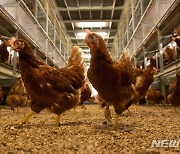 '공장식' 달걀 대신 '1·2번' 확대.."비싼 가격" 여전한 걸림돌