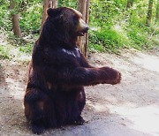 곰 두 마리 탈출 신고..농장주는 불법도축 숨기려 했다