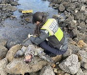제주 해안서 멸종위기종 푸른바다거북 사체 발견