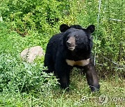 "반달가슴곰 두 마리 탈출" 허위신고 용인 곰 농장주 구속