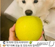 '전두환' 사과한 날 개에 사과 주는 사진..尹측 "재미 더하려고"(종합)